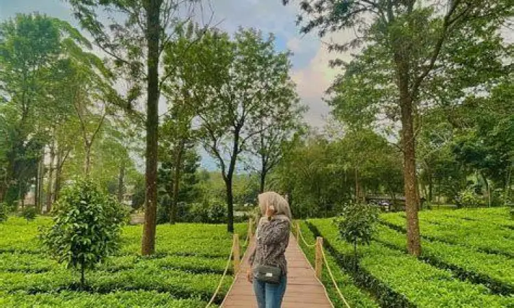 Wahana Tea Bridge di Gunung Mas Bogor