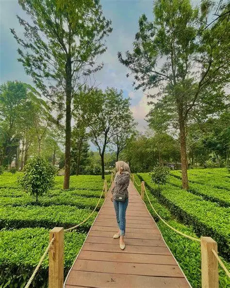 Tea Bridge Gunung Mas Wahana Tea Bridge di Gunung Mas Bogor