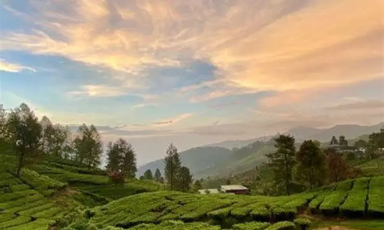 Wisatawan berjalan di kebun teh Gunung Mas
