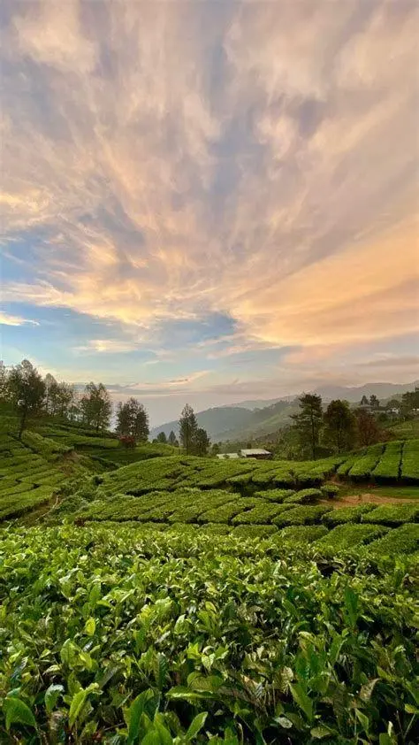 Tea Walking Gunung Mas Wisatawan berjalan di kebun teh Gunung Mas