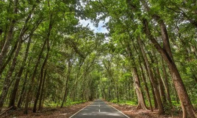 Hutan Alas Purwo Suasana hutan tropis di Alas Purwo Banyuwangi