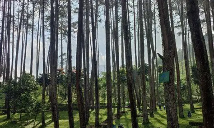 Hutan Pinus Batu Kuda Suasana hutan pinus yang asri di kawasan wisata batu kuda