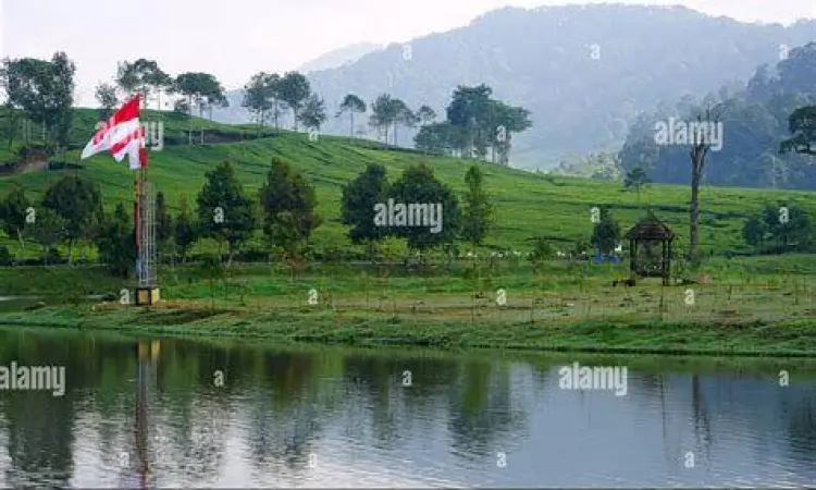 Hamparan perkebunan teh di sekitar Telaga Saat Puncak