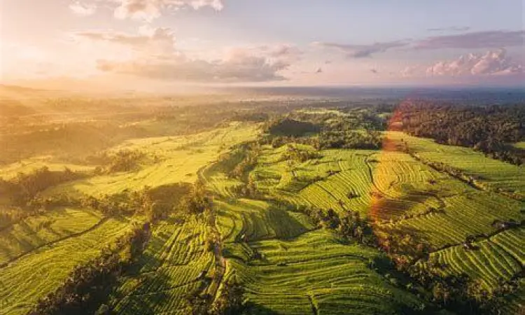 Sistem Subak di Jatiluwih Sawah terasering Jatiluwih warisan budaya Subak