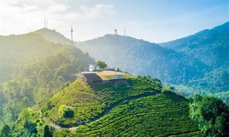 Hamparan kebun teh hijau di Gunung Mas Bogor
