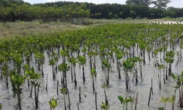 Hutan mangrove hijau di Pantai Kutang Tuban