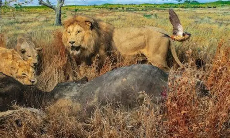 Kelompok singa di padang sabana