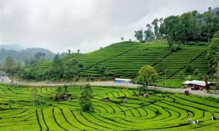 Spot foto instagramable di kebun teh terdekat Bandung
