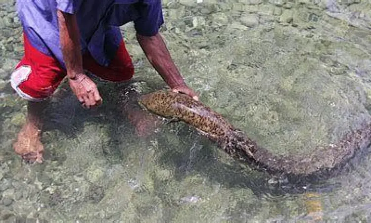 Interaksi Belut Morea dengan Manusia Belut raksasa morea muncul ke permukaan air