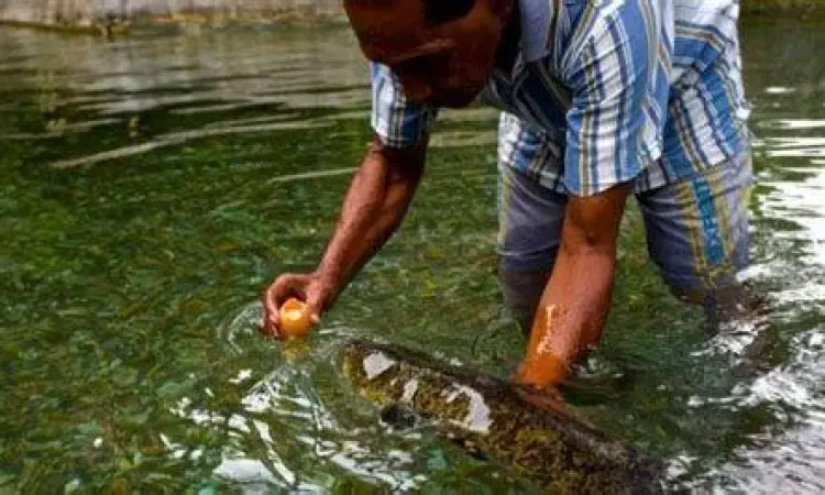 Prosesi Pemberian Makan Morea Pawang memberi makan belut morea dengan telur