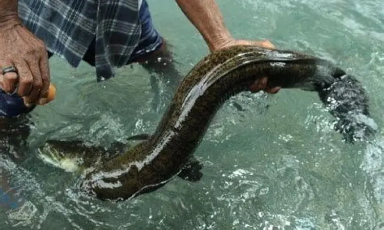 Habitat Alami Morea Mata air jernih tempat tinggal belut morea