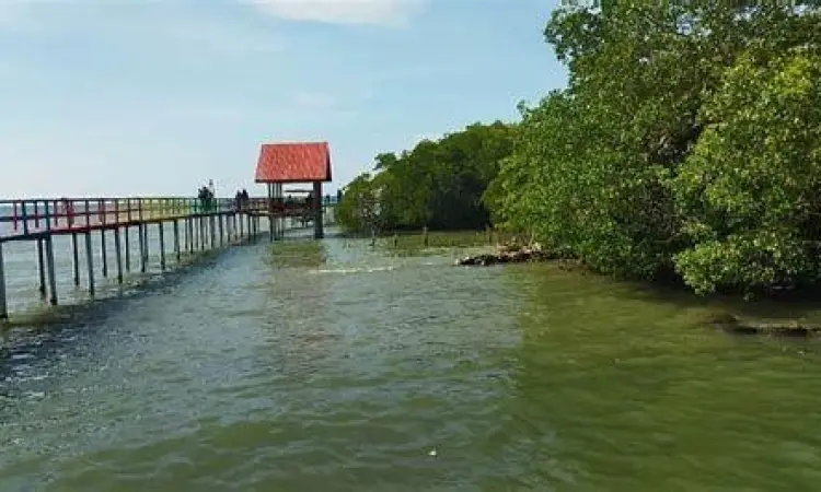 Hutan Mangrove Pantai Kutang Suasana hutan mangrove hijau di Pantai Kutang