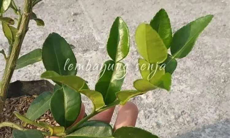 Vegetasi TPU Jeruk Purut Pohon-pohon besar yang memberikan keteduhan di Jeruk Purut