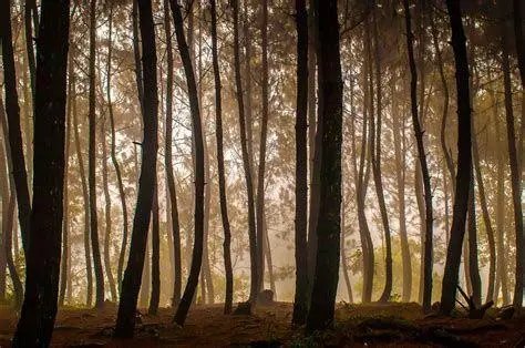 Hutan Pinus Gunung Bunder Jalur hutan pinus menuju Curug Pasir Reungit