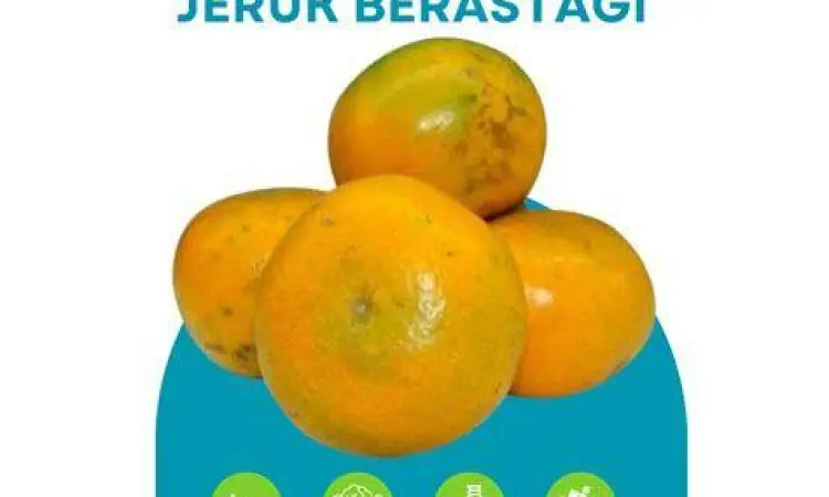 Jeruk madu Berastagi yang manis dan segar di lapak pedagang