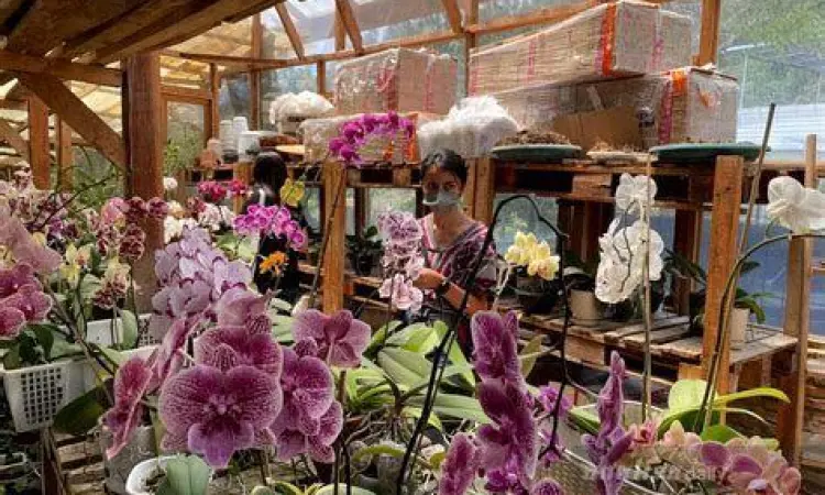 Berbagai jenis tanaman hias dan bunga di pasar Berastagi