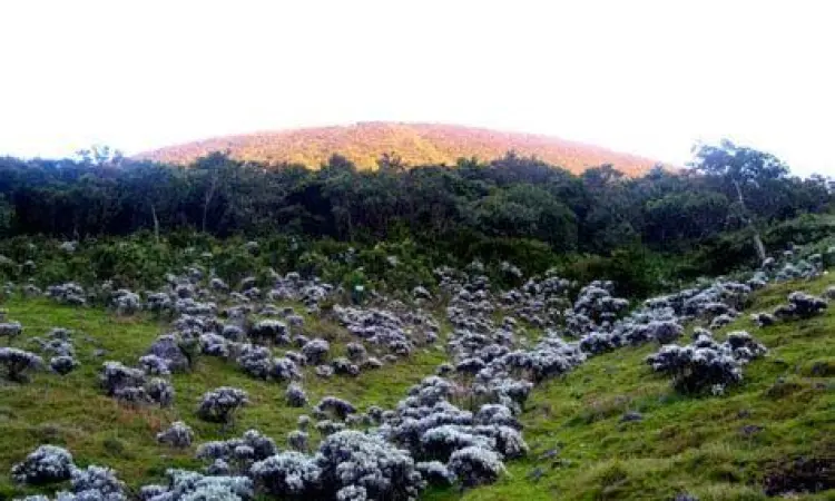 Sabana Surya Kencana Hamparan bunga Edelweiss di Surken Gunung Gede