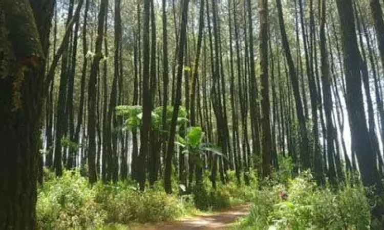 Jalur Pendakian Air Terjun Jalur trekking menuju Air Terjun Sarasah