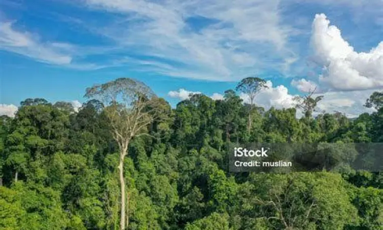 Hutan hujan tropis di Malaysia yang dipengaruhi iklim astronomis