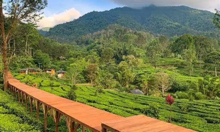 Jembatan kayu Tea Bridge di tengah kebun teh Gunung Mas