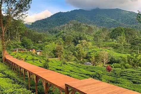 Tea Bridge Gunung Mas Jembatan kayu Tea Bridge di tengah kebun teh Gunung Mas