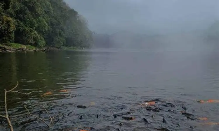 Ribuan ikan lele di tepi Telaga Ranjeng