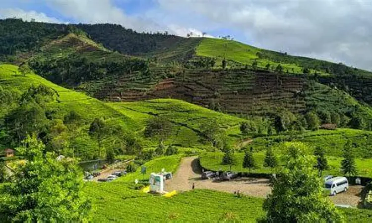 Agrowisata Kaligua Kebun teh Kaligua dekat Telaga Ranjeng