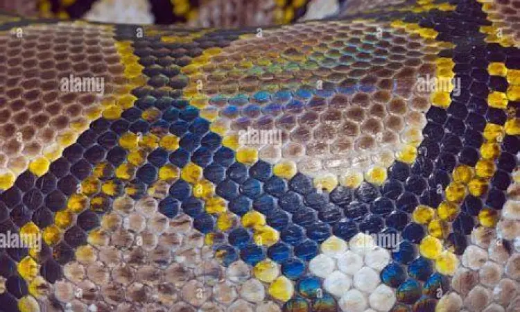 Detail pola kulit sanca kembang yang menyerupai jaring