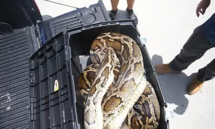 Ular piton burma raksasa di habitat terbuka