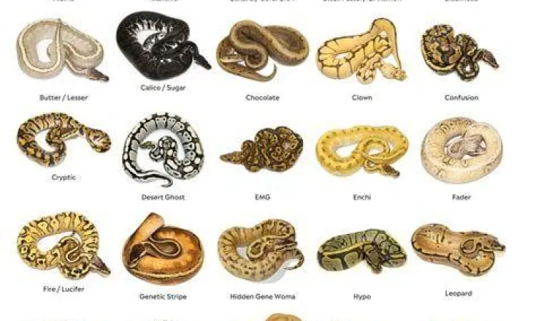 Berbagai variasi warna piton bola hasil budidaya