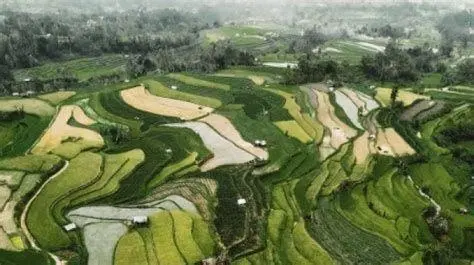 Lanskap Sawah Pariangan Sawah berundak yang indah di sekitar Pariangan