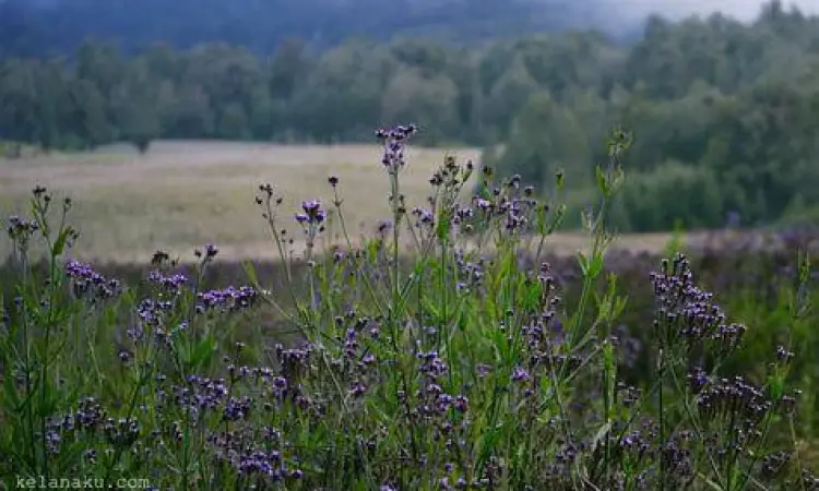 Bunga Verbena di Oro-oro Ombo Semeru