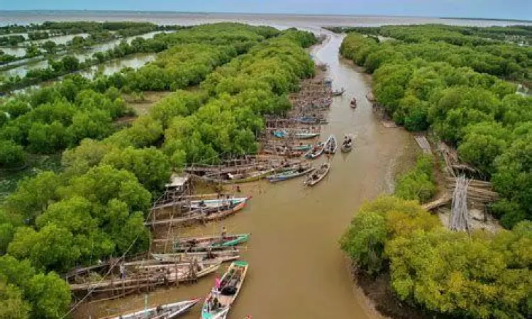 Ekowisata Mangrove Ujungpangkah Hutan Mangrove Ujungpangkah Gresik