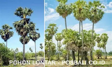 Pohon Lontar Bali Pohon lontar sumber nira untuk arak bali