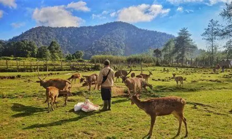 Area perkemahan Ranca Upas Ciwidey dengan rusa