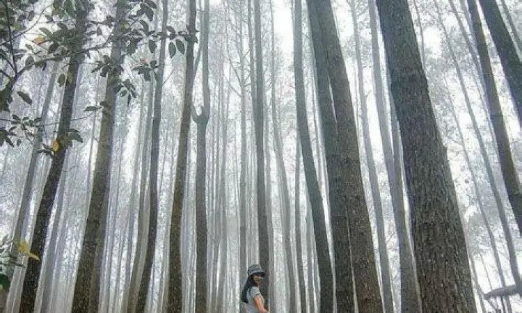 Fasilitas warung dan gardu pandang di Kebun Buah Mangunan