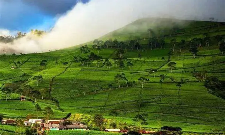 Pemandangan luas kebun teh kaligua dari ketinggian