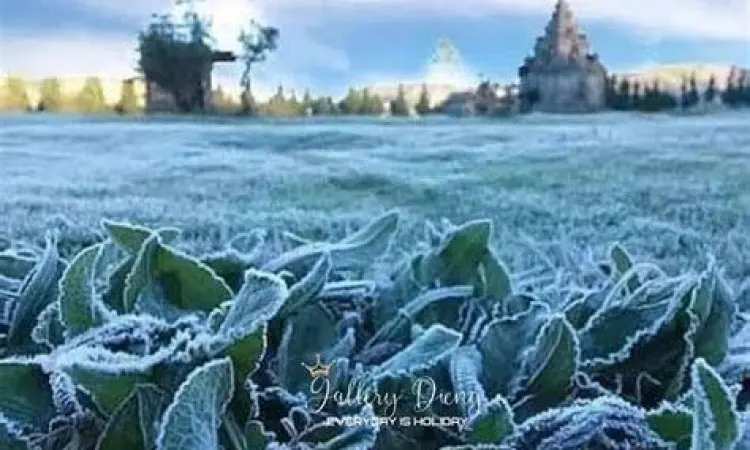 Fenomena embun upas yang membeku di Dieng