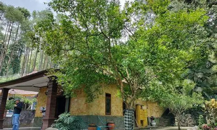 Pohon Dewandaru yang legendaris di Gunung Kawi