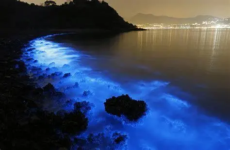Cahaya Biru Bioluminesensi Fenomena bioluminesensi air laut yang bercahaya biru