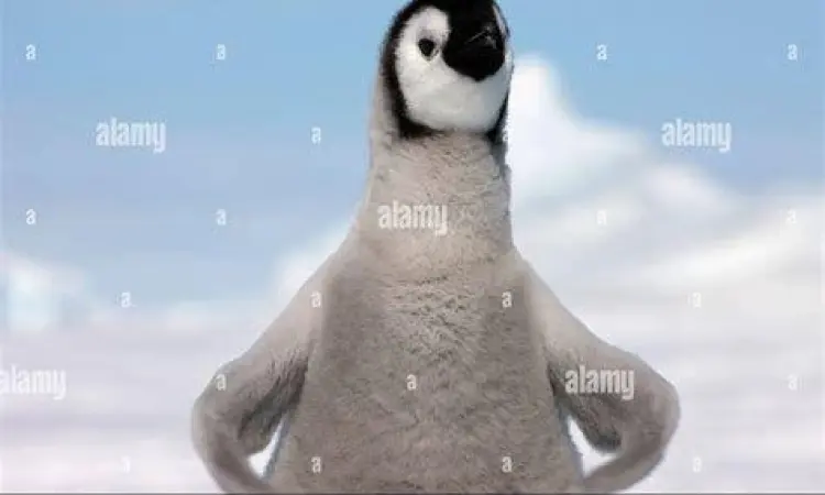 Anak Pinguin Kaisar Anak pinguin kaisar yang lucu sedang berdiri di salju