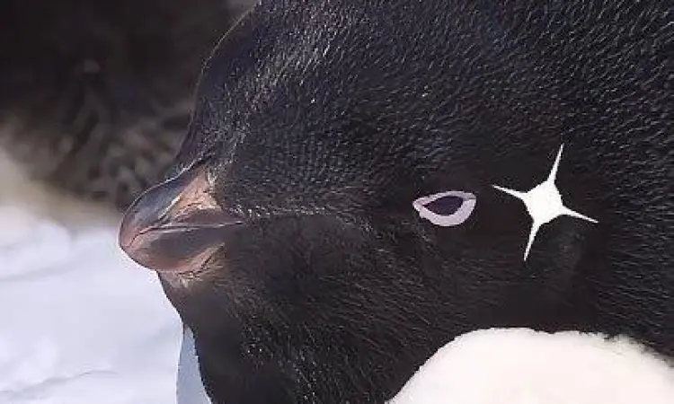 Aksi Pinguin Adélie Pinguin Adélie sedang melompat di antara bongkahan es