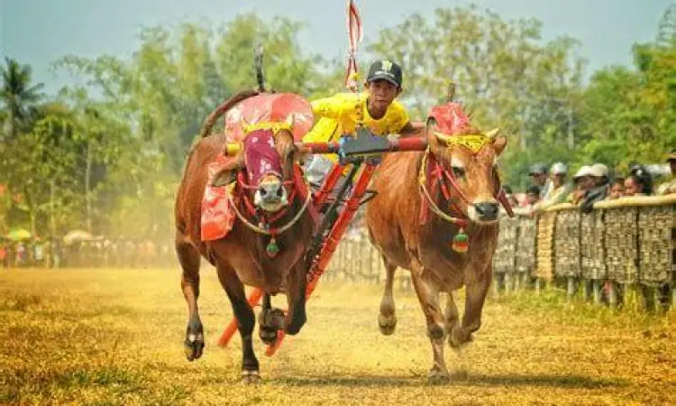 Pertunjukan Karapan Sapi di Madura