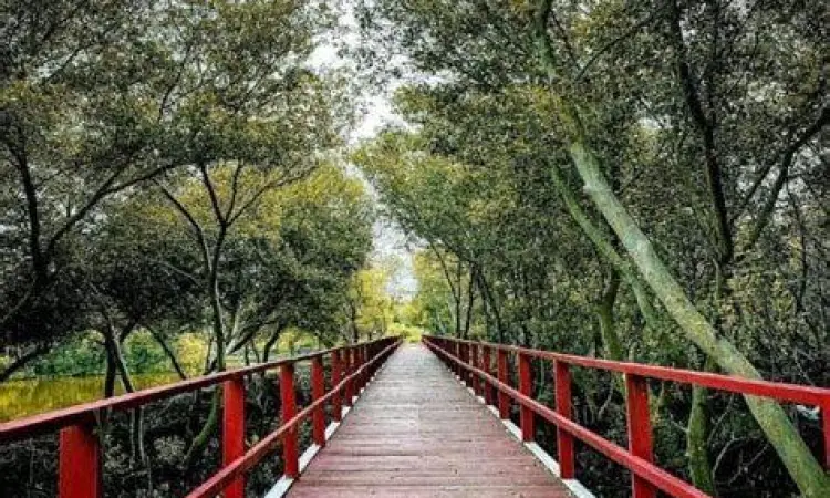 Suasana hutan mangrove Pantai Karangsong Indramayu yang rimbun