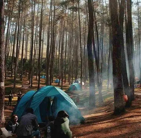 Camping Ground Batu Kuda Suasana perkemahan di bawah hutan pinus Batu Kuda