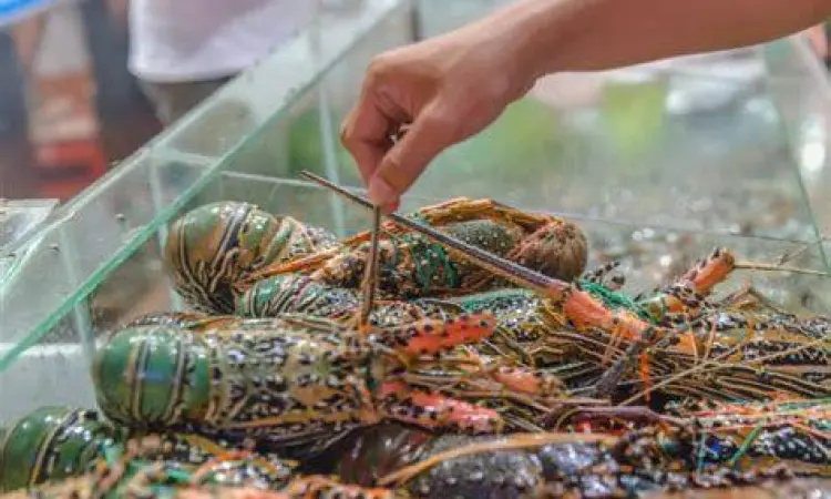 Memilih Lobster Segar Seorang pembeli sedang memilih lobster segar di pasar Jimbaran