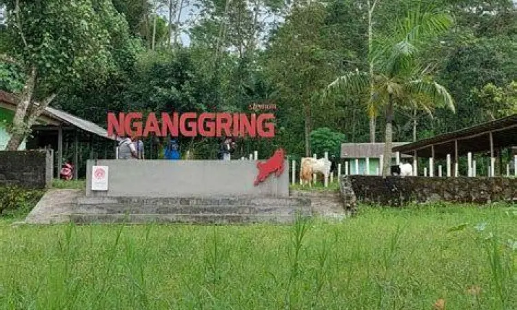 pemandangan hijau di desa wisata nganggring