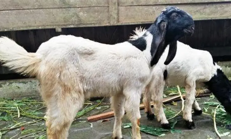 kambing etawa di peternakan nganggring