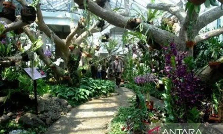 Koleksi anggrek langka di Griya Anggrek Kebun Raya Bogor