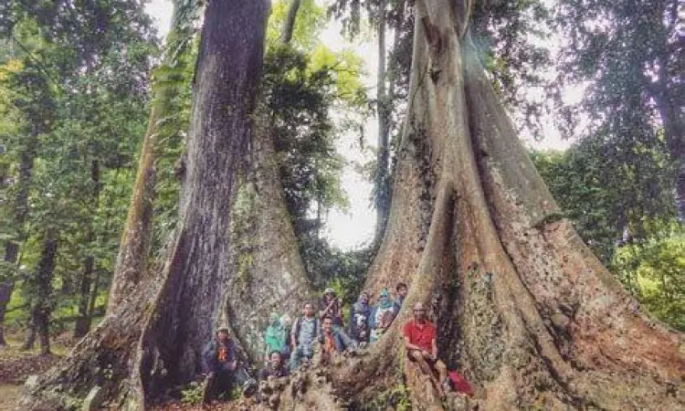 Pohon Jodoh legendaris di dekat makam Belanda Kebun Raya Bogor